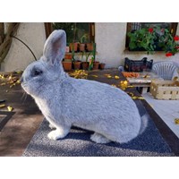 Rheinrassige Großsilber Kaninchen 3