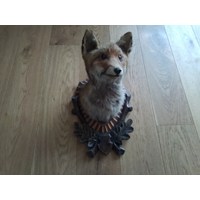 Fuchs Tierpräparat 4