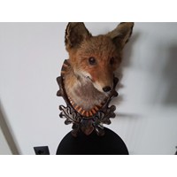 Fuchs Tierpräparat 3