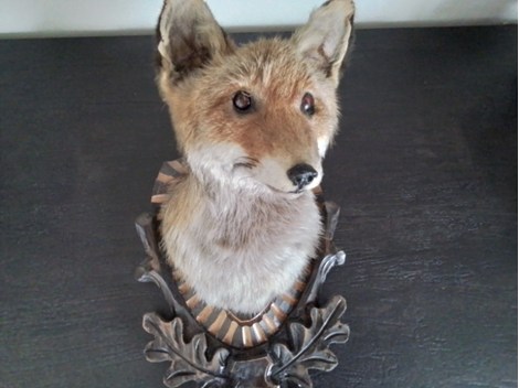 Fuchs Tierpräparat Fuchs Tierpräparat