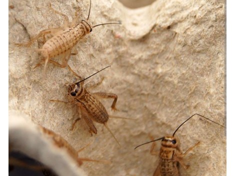Heimchen Grilli Acheta domestica Heimchen Grilli Acheta domestica