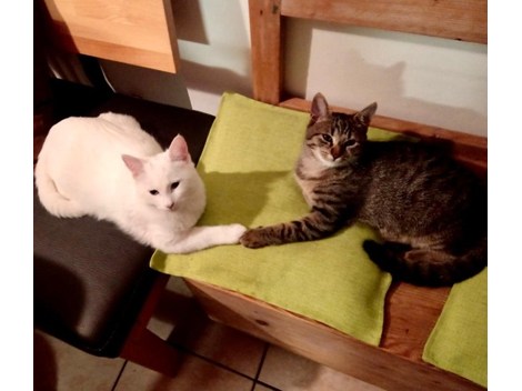Geschwister Kater Geschwister Kater