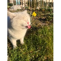 Geschwister Kater 2
