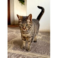 Geschwister Kater 3