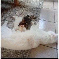 Geschwister Kater 4