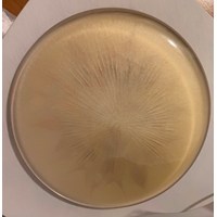 Dekorative Tellerschale mit echten Blättern 3