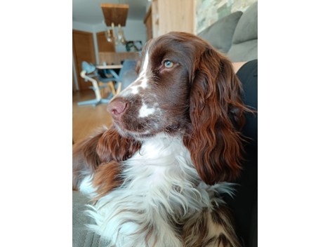 Reinrassiger Englischer Cocker Spaniel +Stammbaum Reinrassiger Englischer Cocker Spaniel +Stammbaum