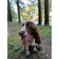 Reinrassiger Englischer Cocker Spaniel +Stammbaum 2