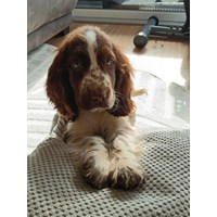 Reinrassiger Englischer Cocker Spaniel +Stammbaum 3