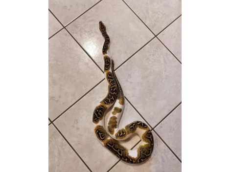Tigerpython Schlange