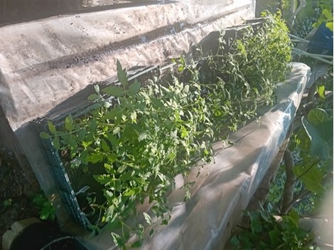 Tomatenpflanzen