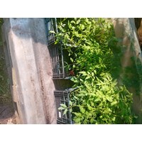 Tomatenpflanzen 2