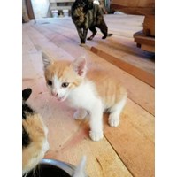 Verschenke süße Babykatzen 2