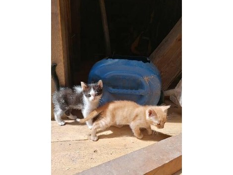 Verschenke süße Babykatzen
