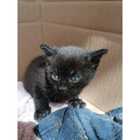 Verschenke süße Babykatzen 3