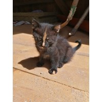 Verschenke süße Babykatzen 4