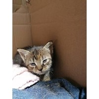 Verschenke süße Babykatzen 5