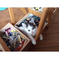 Junges Kätzchen zu verschenken 2