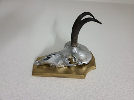 Gams Trophäe