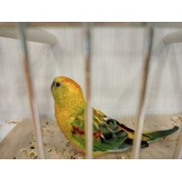 Singsittiche 2