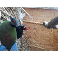 Straußwachtel Männchen zu kaufen gesucht 2