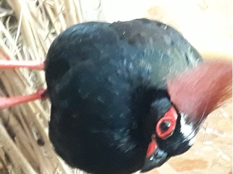 Straußwachtel Männchen zu kaufen gesucht