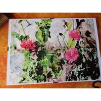 schöne Photobilder 5