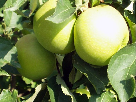 Obstwiese (Apfelbäume) Obstwiese (Apfelbäume)