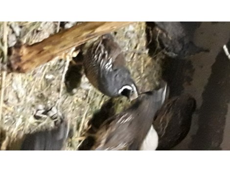 Wachteln abzugeben nur Pärchen Wachteln abzugeben nur Pärchen