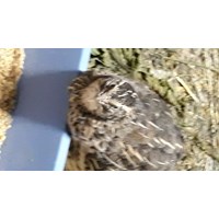 Wachteln abzugeben nur Pärchen 3