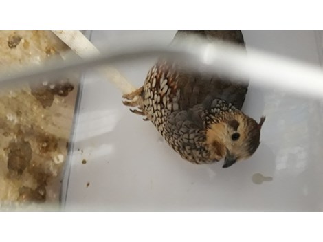 Wachteln abzugeben nur Pärchen Wachteln abzugeben nur Pärchen