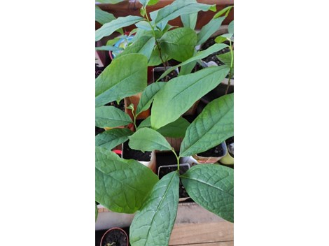 Asimina triloba- Paw Paw - Indianerbanane