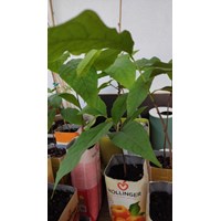 Asimina triloba- Paw Paw - Indianerbanane 2