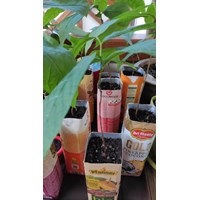 Asimina triloba- Paw Paw - Indianerbanane 3