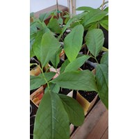 Asimina triloba- Paw Paw - Indianerbanane 4