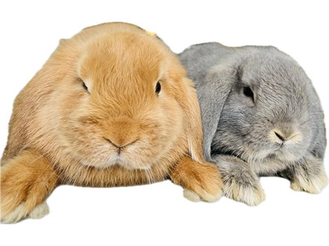 Zwergkaninchen