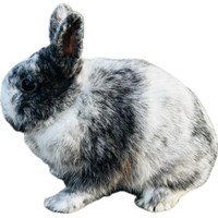 Zwergkaninchen 2