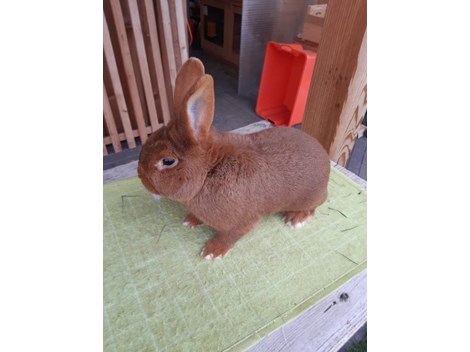 Rassekaninchen Rassekaninchen