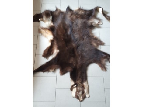 2 Gamsfelle abzugeben