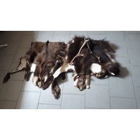 2 Gamsfelle abzugeben 2